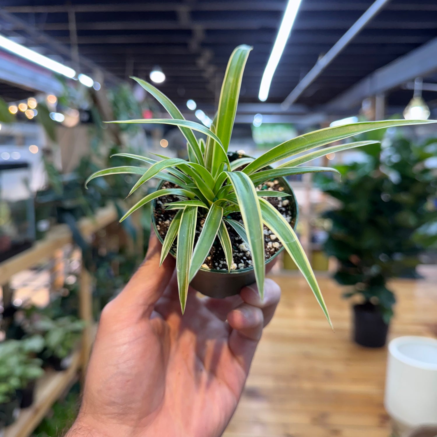 Hand holding a small potted plant with a blurred indoor setting in the background