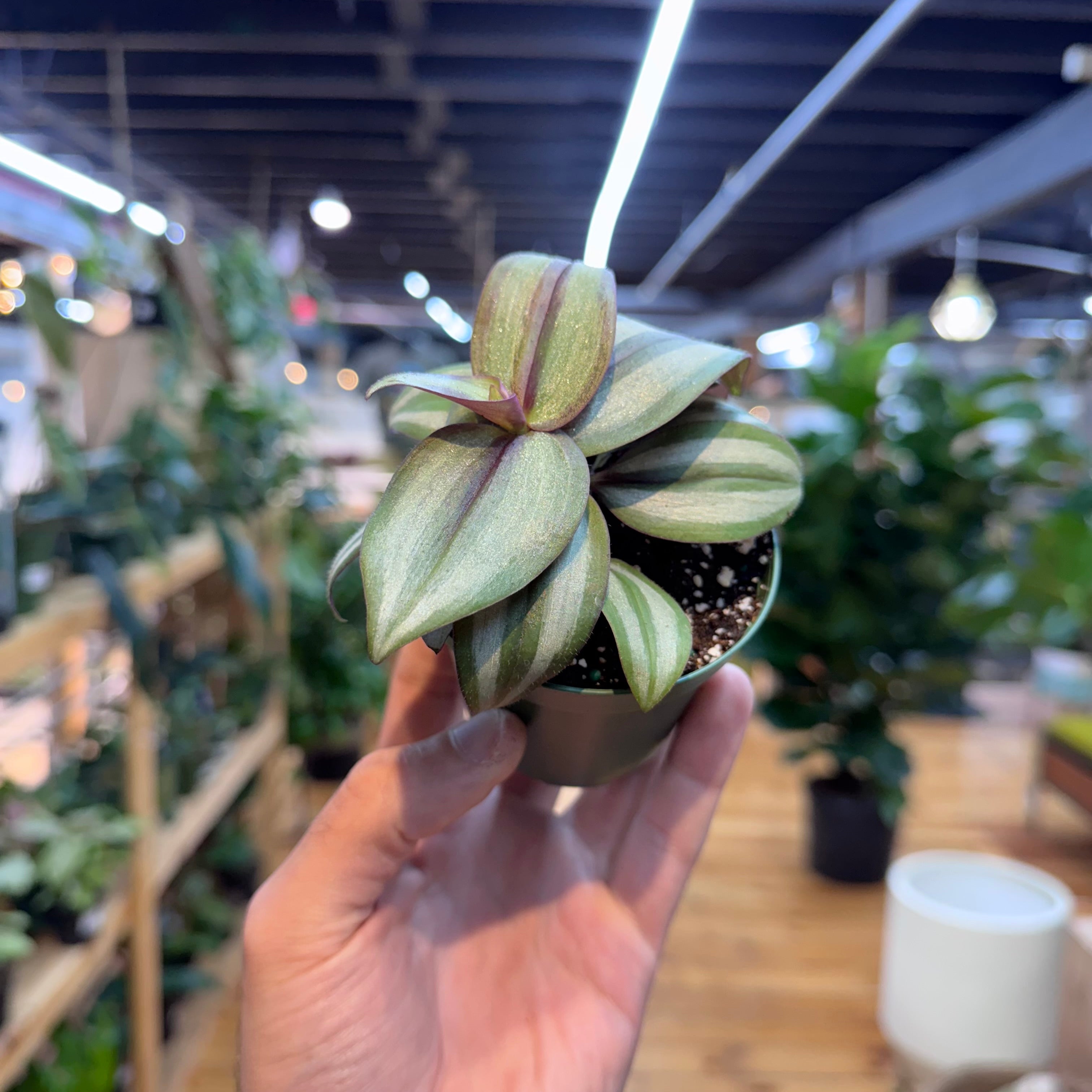 Tradescantia Zebrina