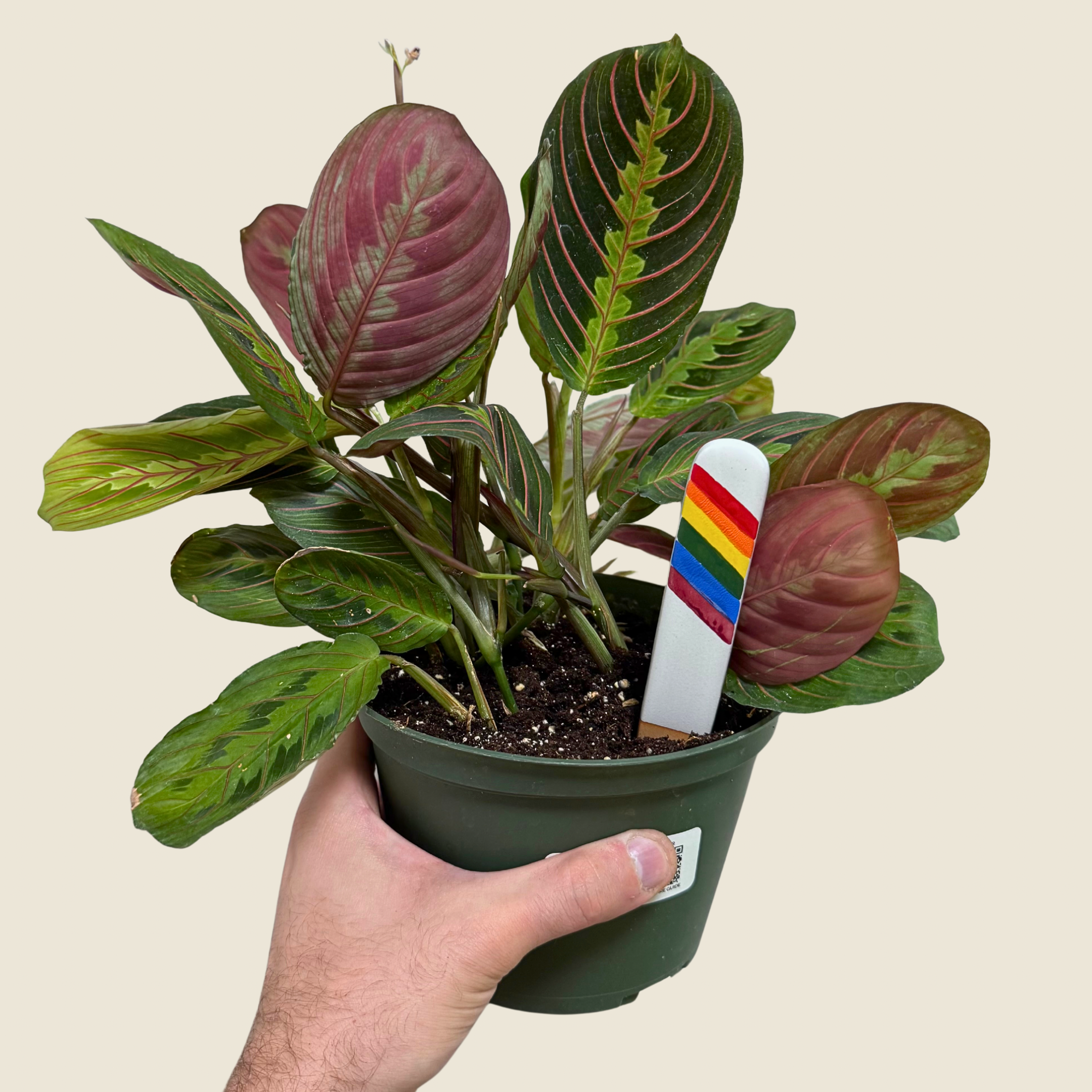 Maranta Red