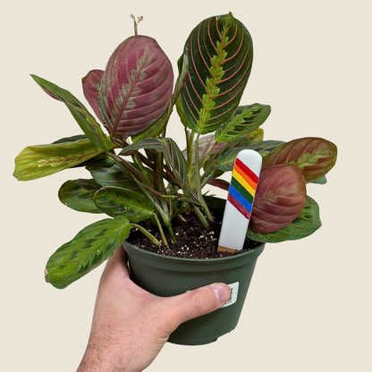 Maranta Red