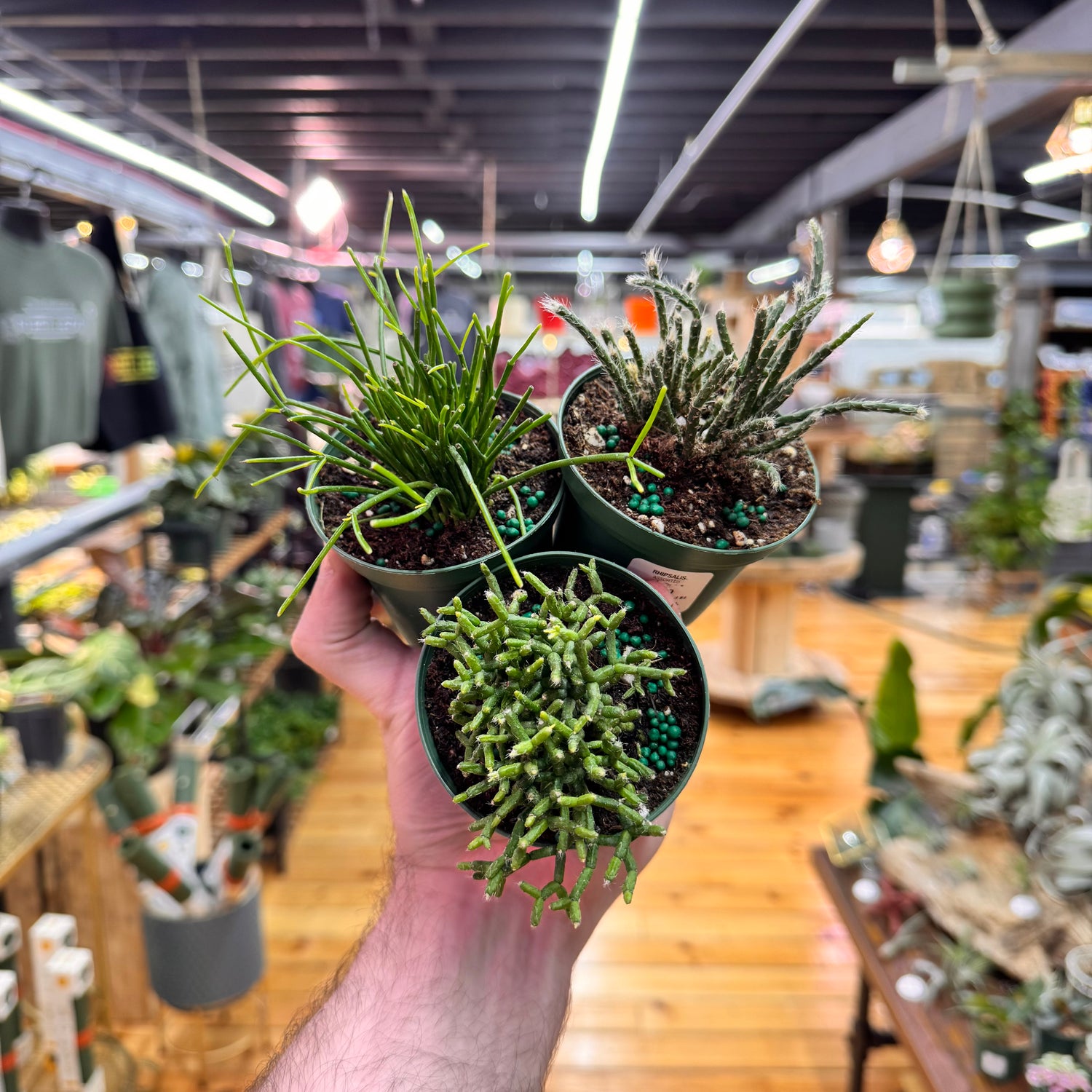 Rhipsalis Assorted