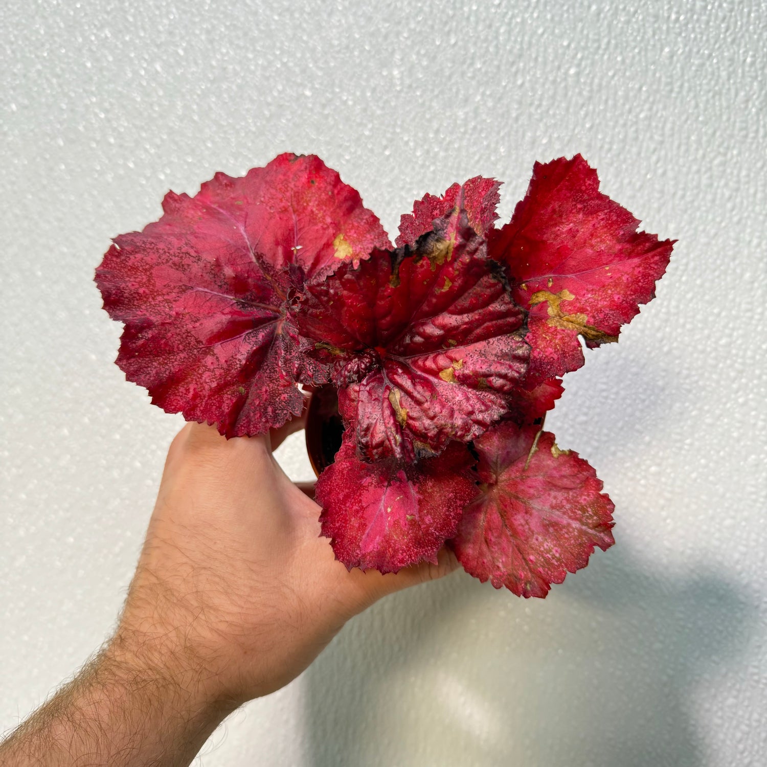 Begonia Love Hurts