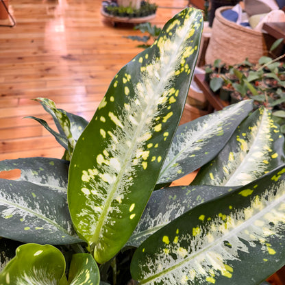 Dieffenbachia Panther