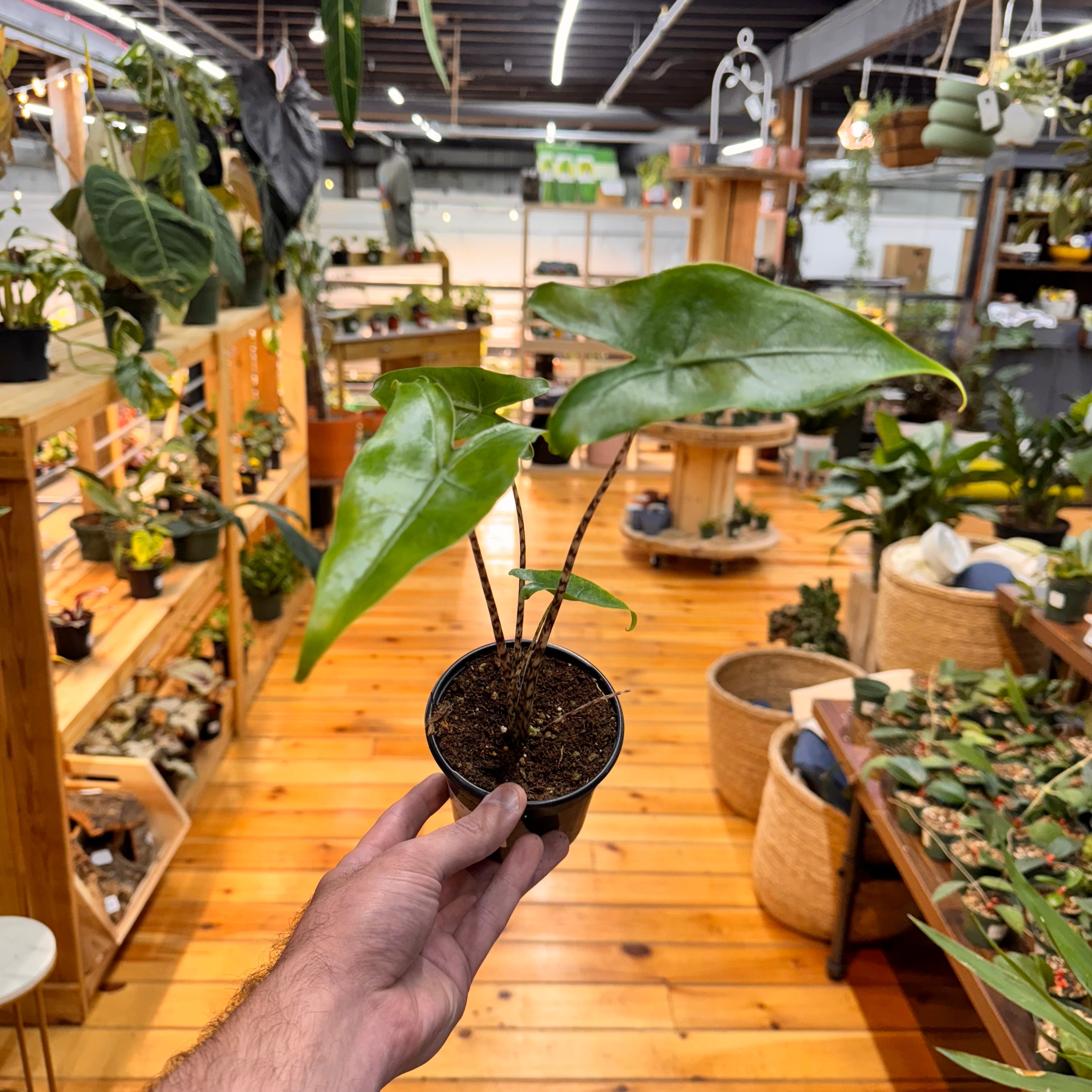 Alocasia Zebrina