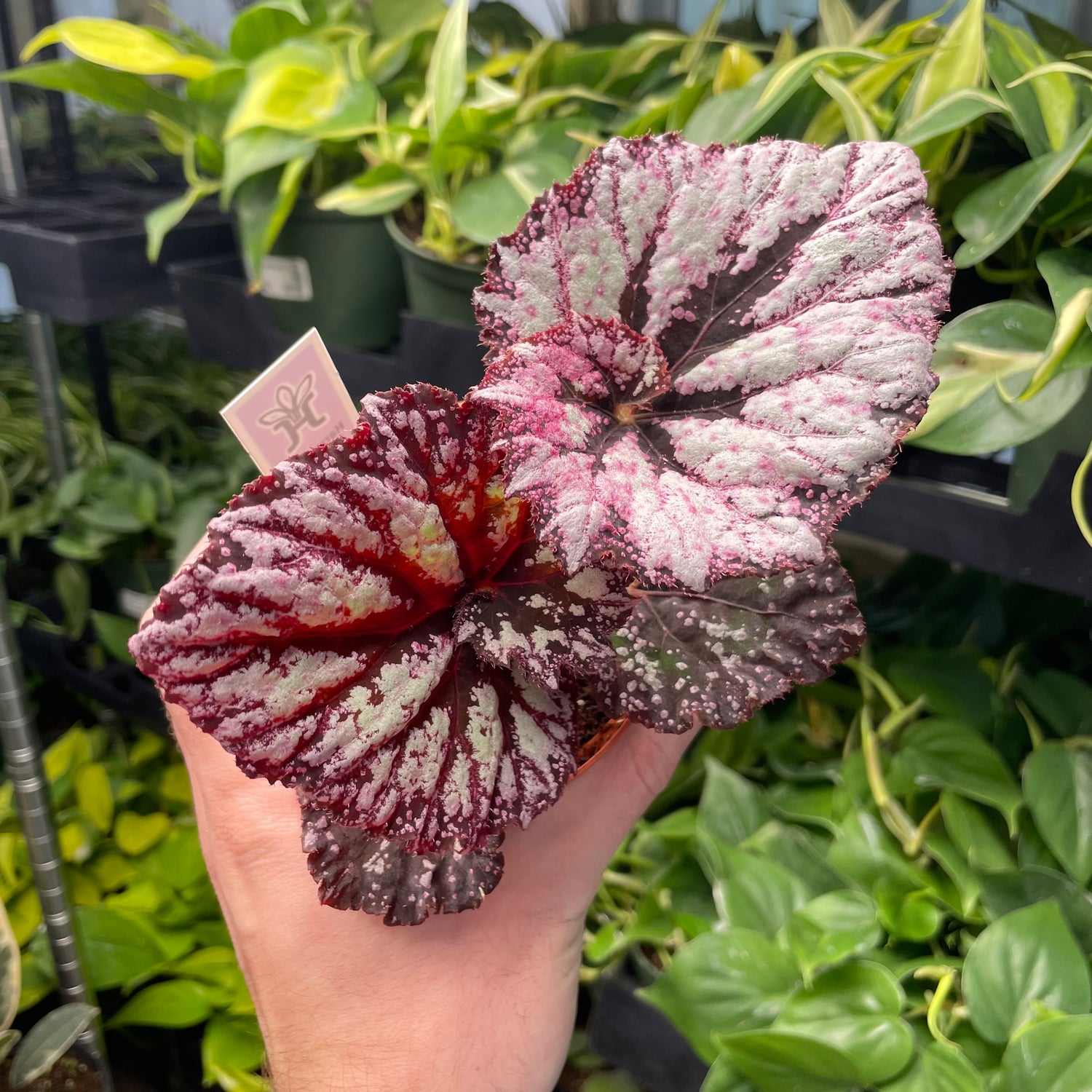 Begonia Starburst