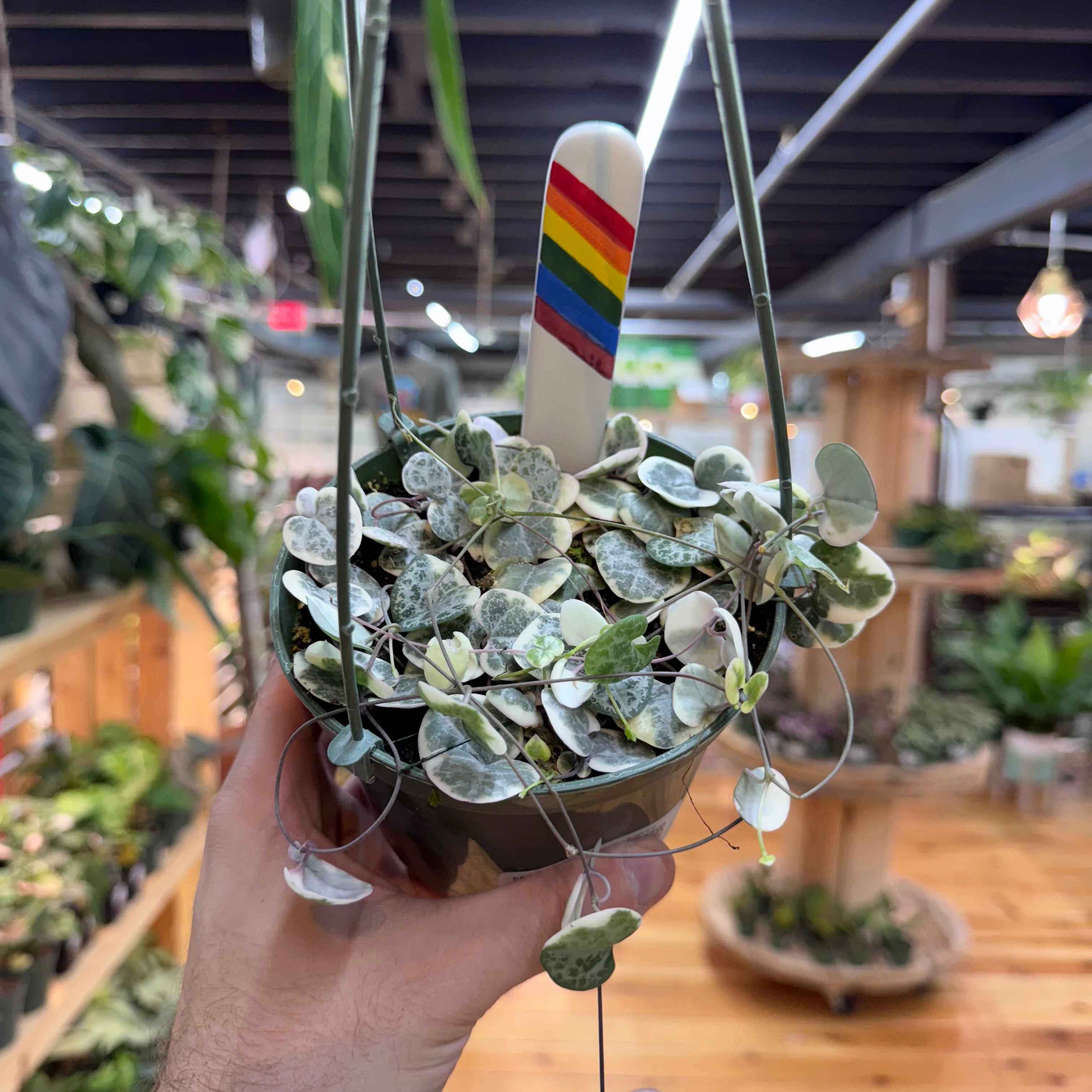 String of Hearts Variegated