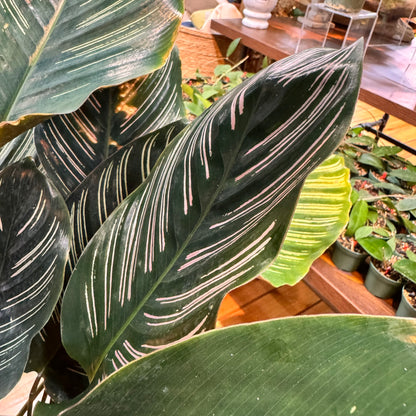 Calathea Ornata
