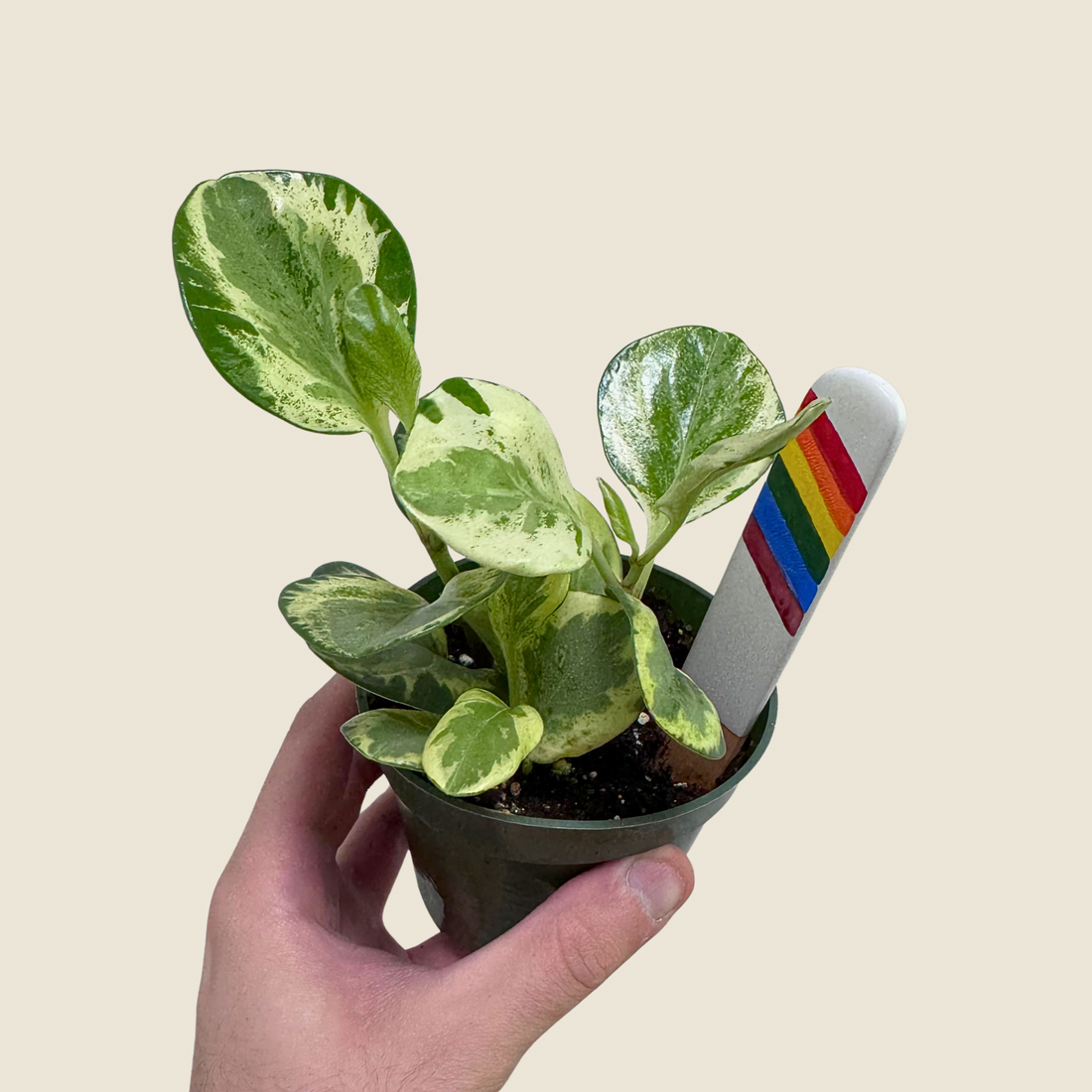 4&quot; Peperomia Golden Gate