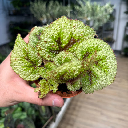 Begonia Tricolor Variegata Masoniana