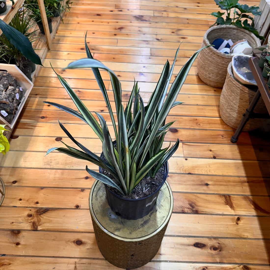 Sansevieria Bantels