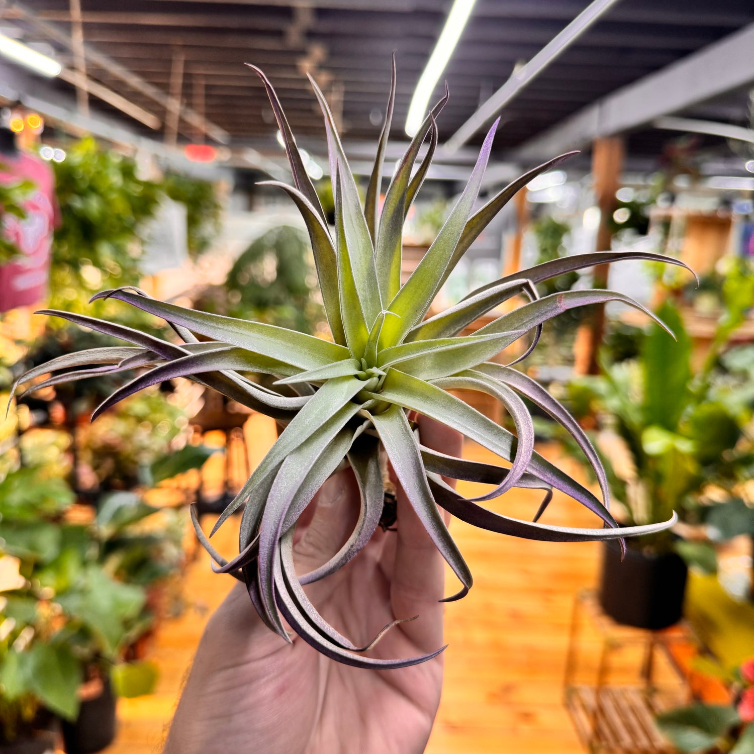 Plagiotropica Air Plant