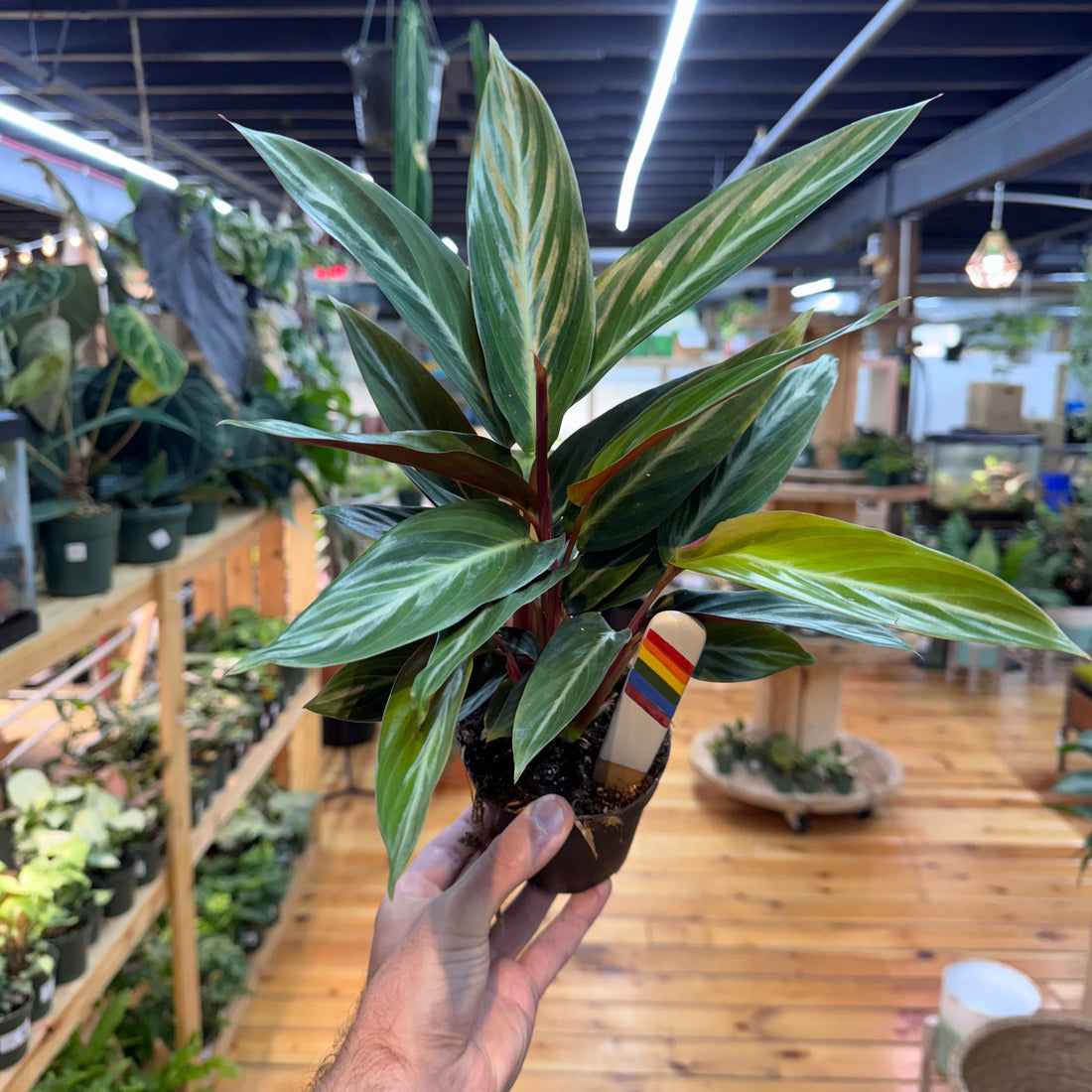 Stromanthe Sanguinea