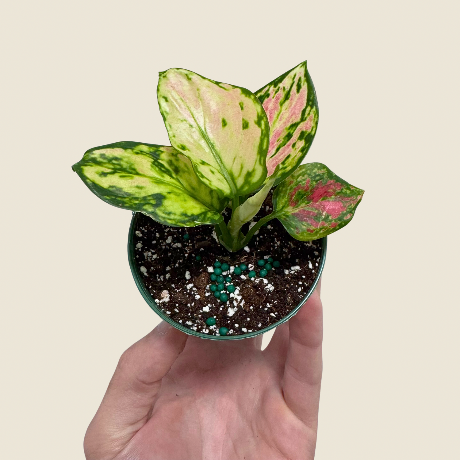 Aglaonema Red Zircon