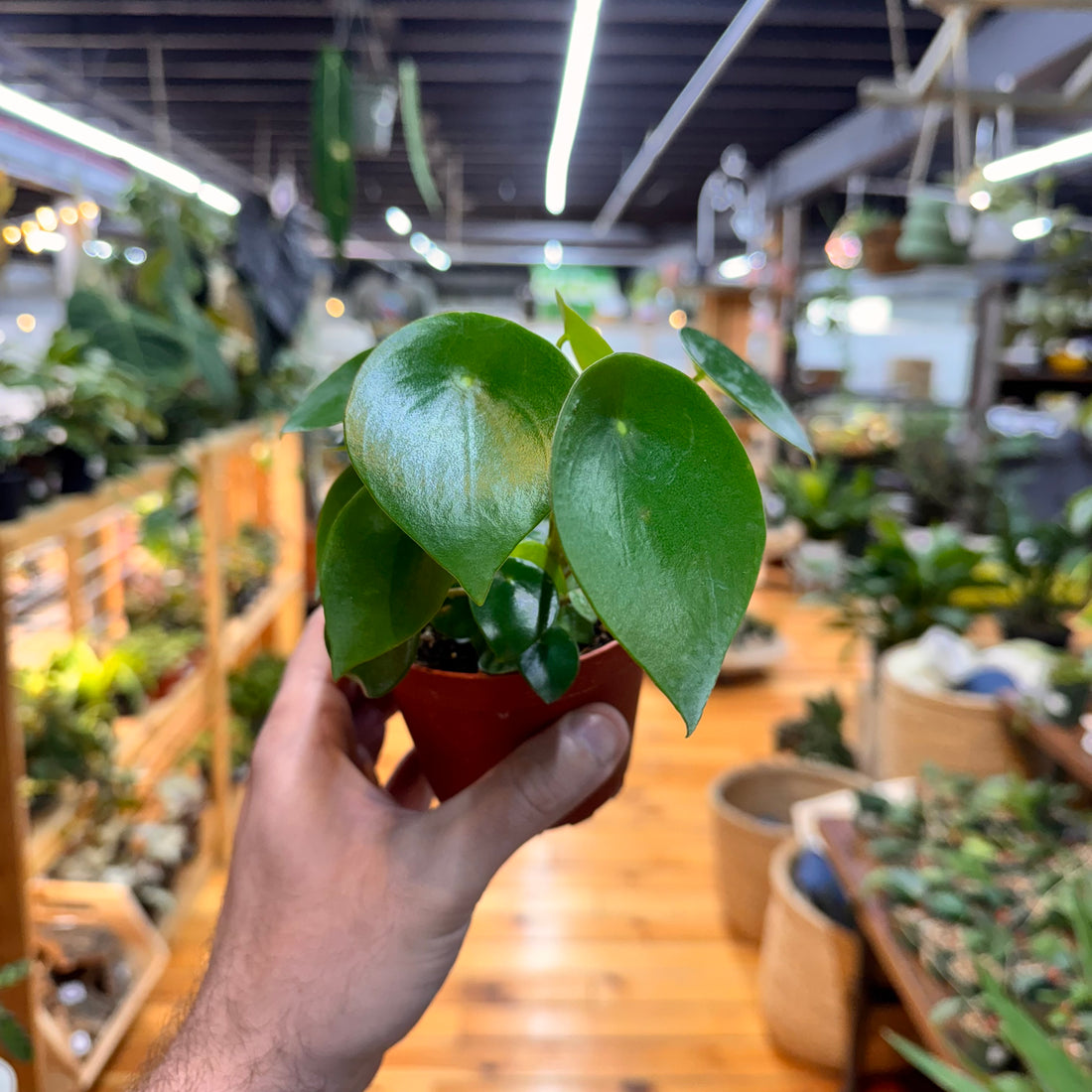 Peperomia Raindrop