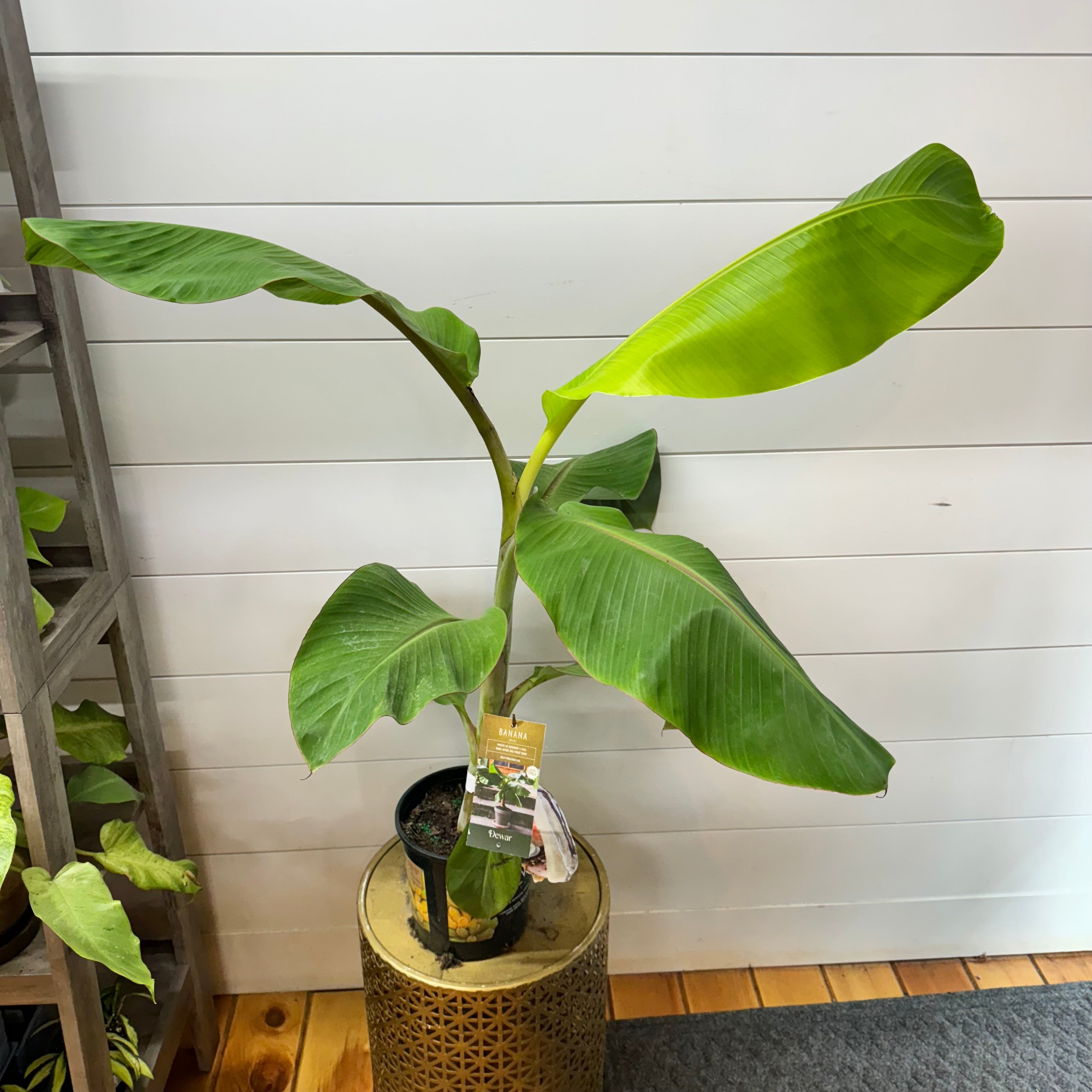 Musa 'Blue Java' - Live Plants - Plant Daddies of Atlanta