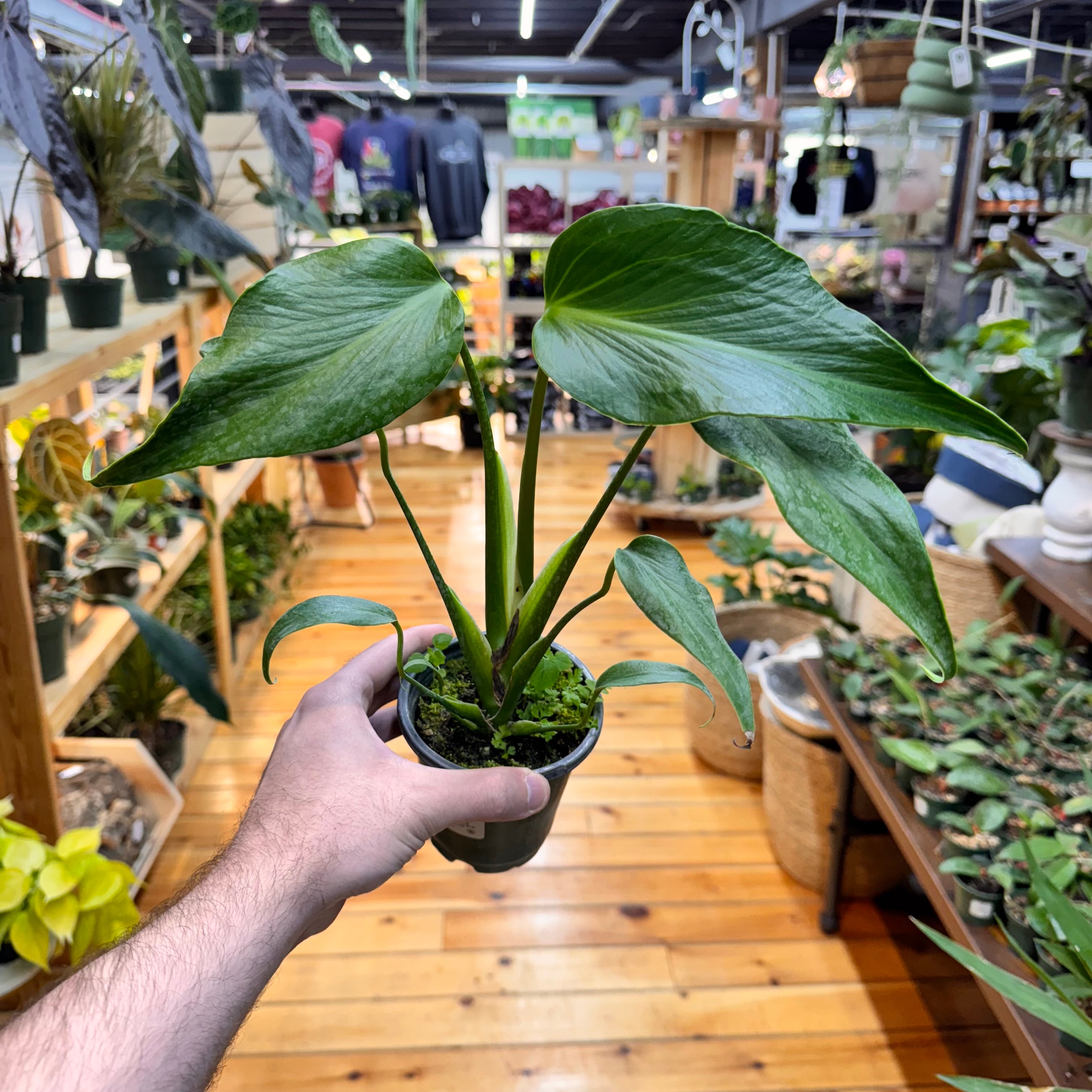 Monstera Burle Marx Flame