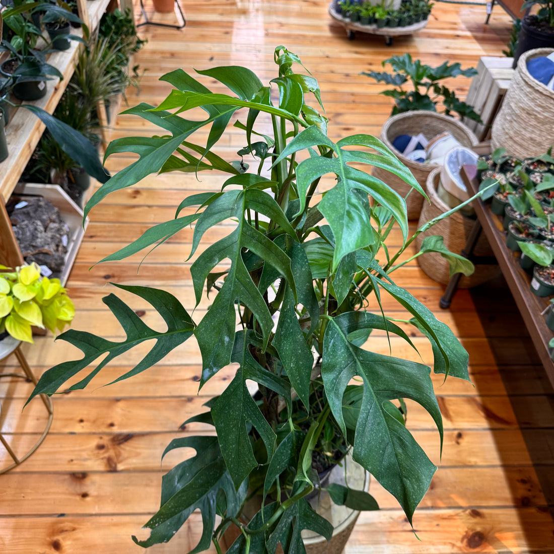 Monstera Lechleriana