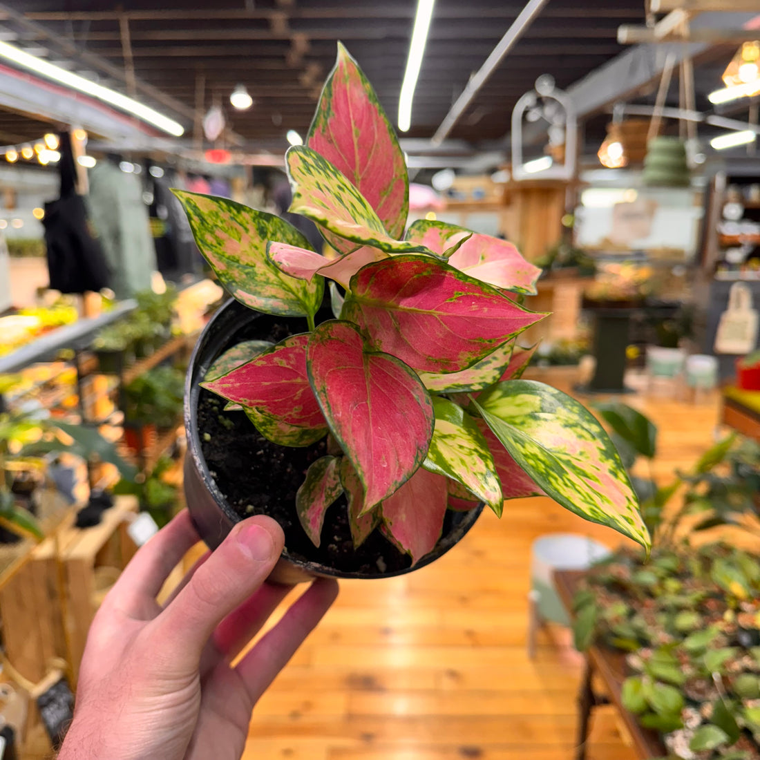 Aglaonema Red Zircon