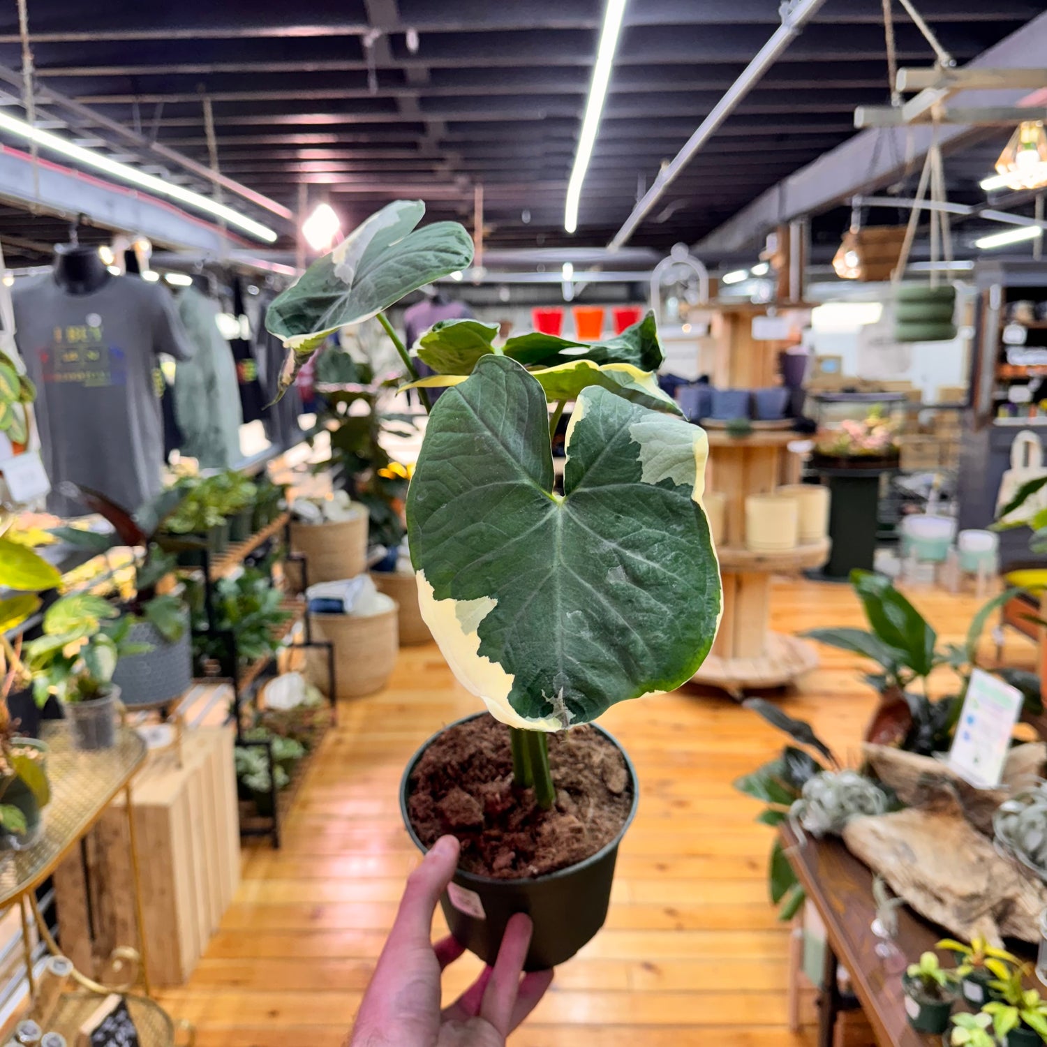 Alocasia Mickey Mouse