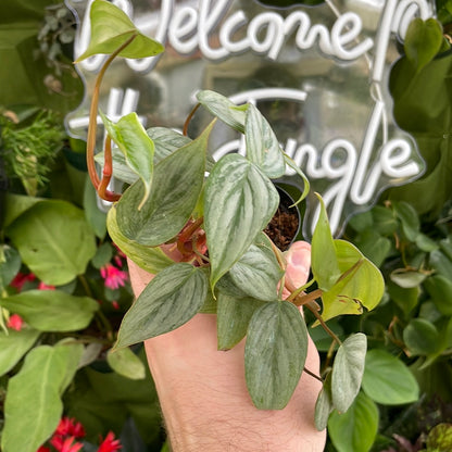 Philodendron Sodiroi
