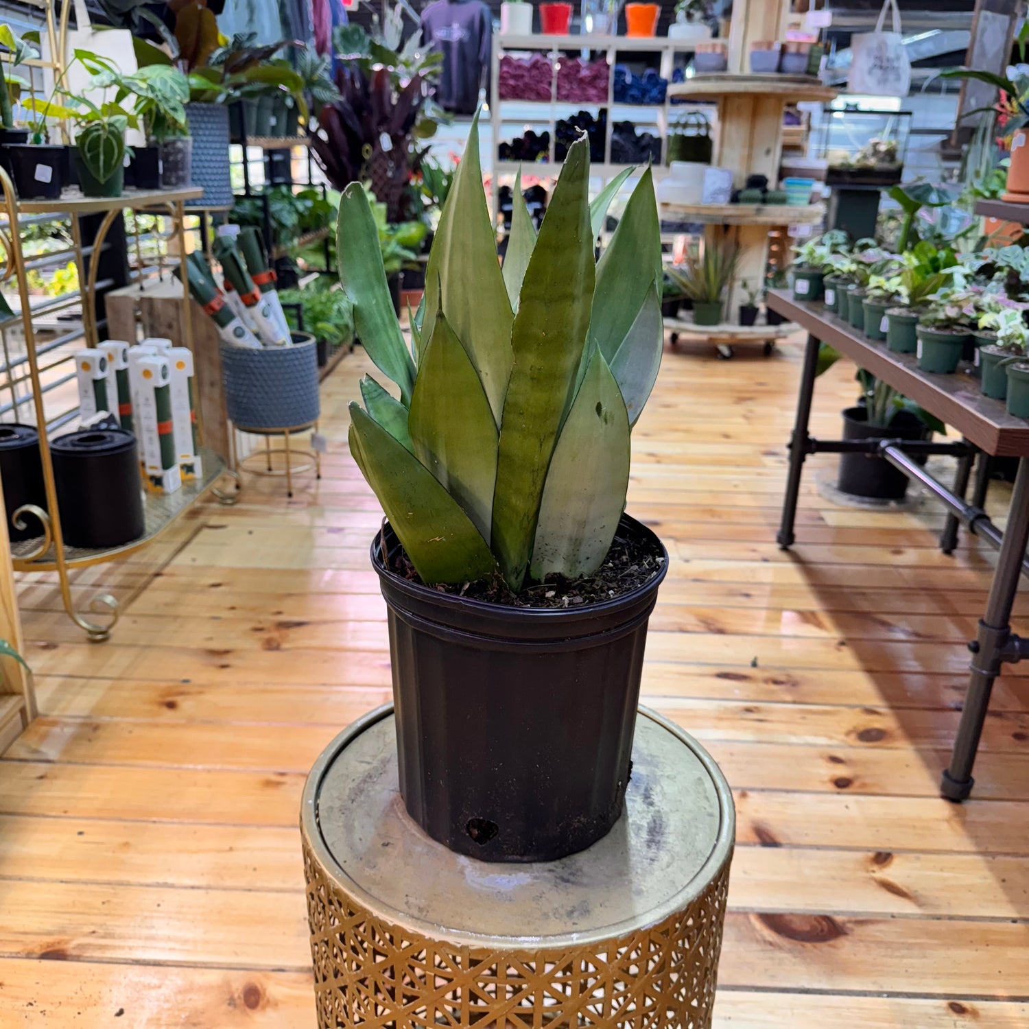 Sansevieria Moonshine