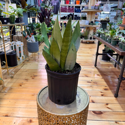 Sansevieria Moonshine