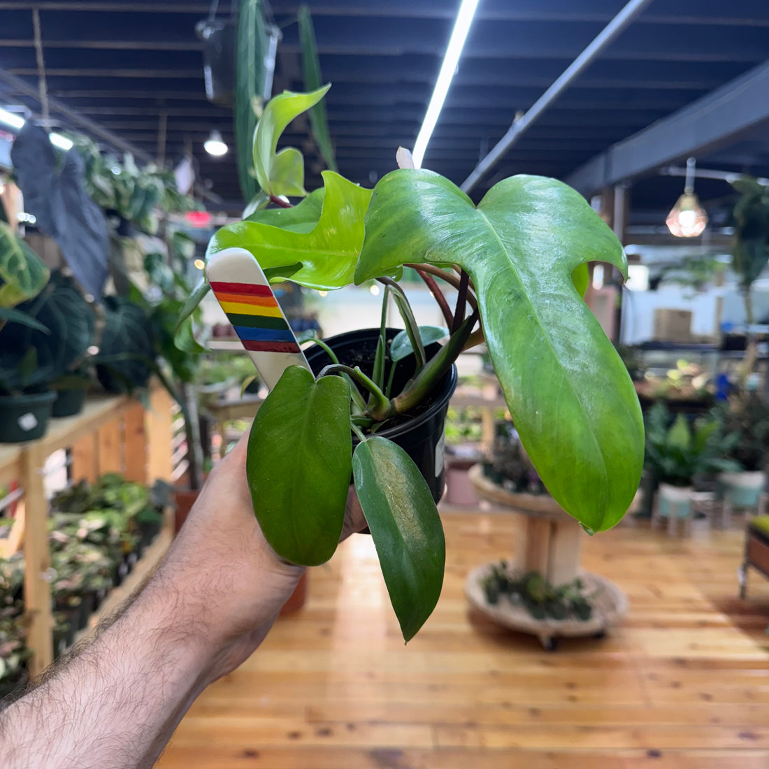Philodendron Florida Green
