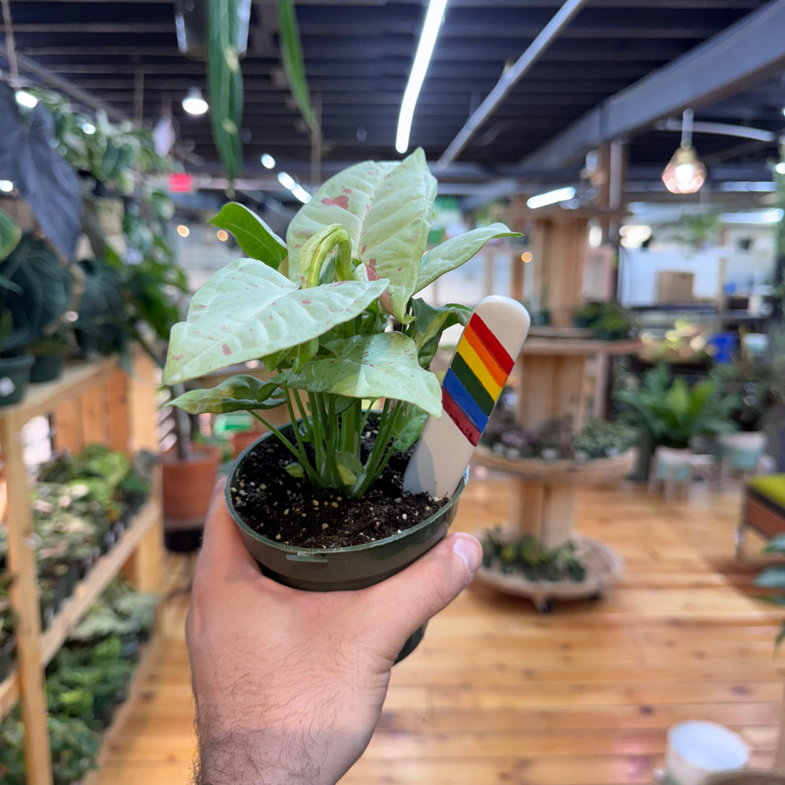 Syngonium Milk Confetti