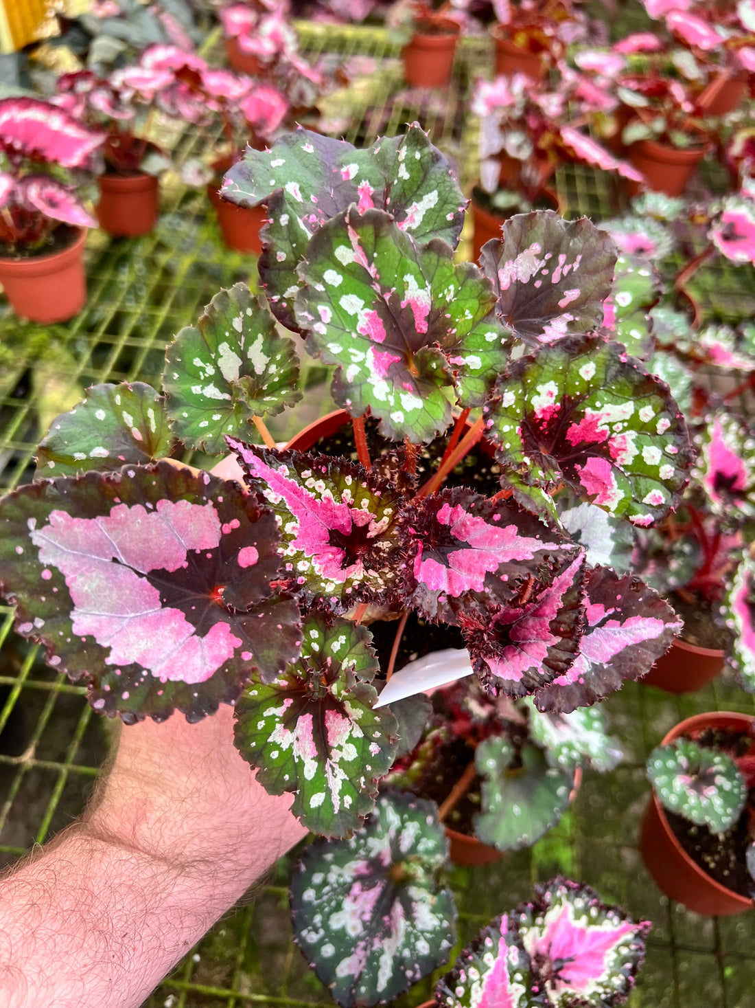 Begonia Harmony&