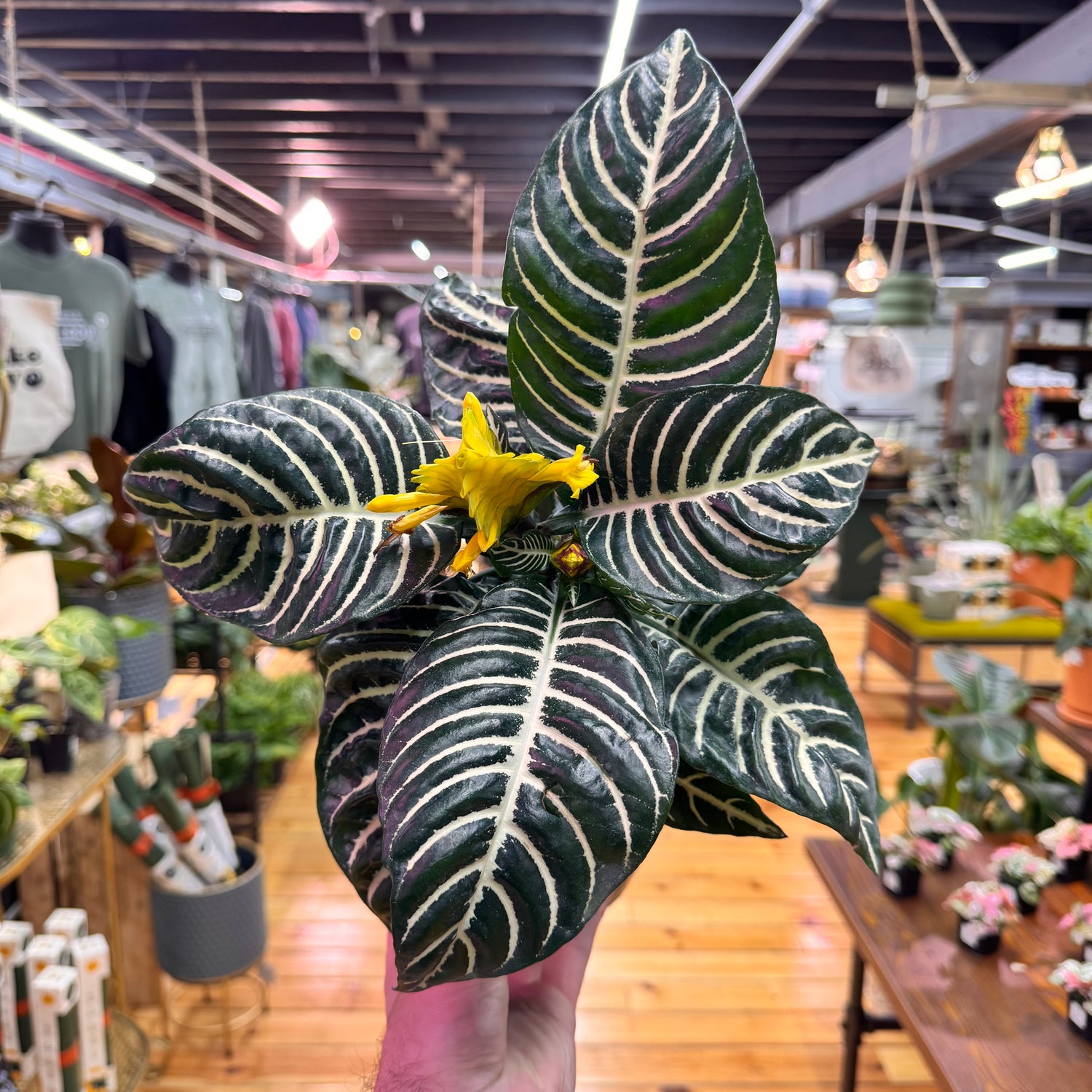 Aphelandra Zebra &
