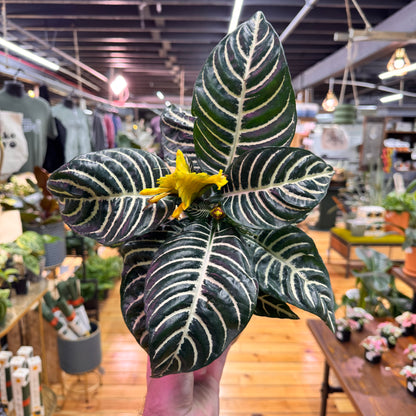 Aphelandra Zebra &