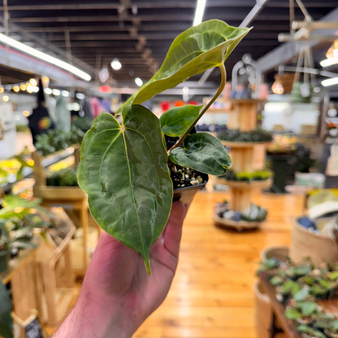 Anthurium (Papillilaminum x Magnificum) x Papillilaminum FSRL