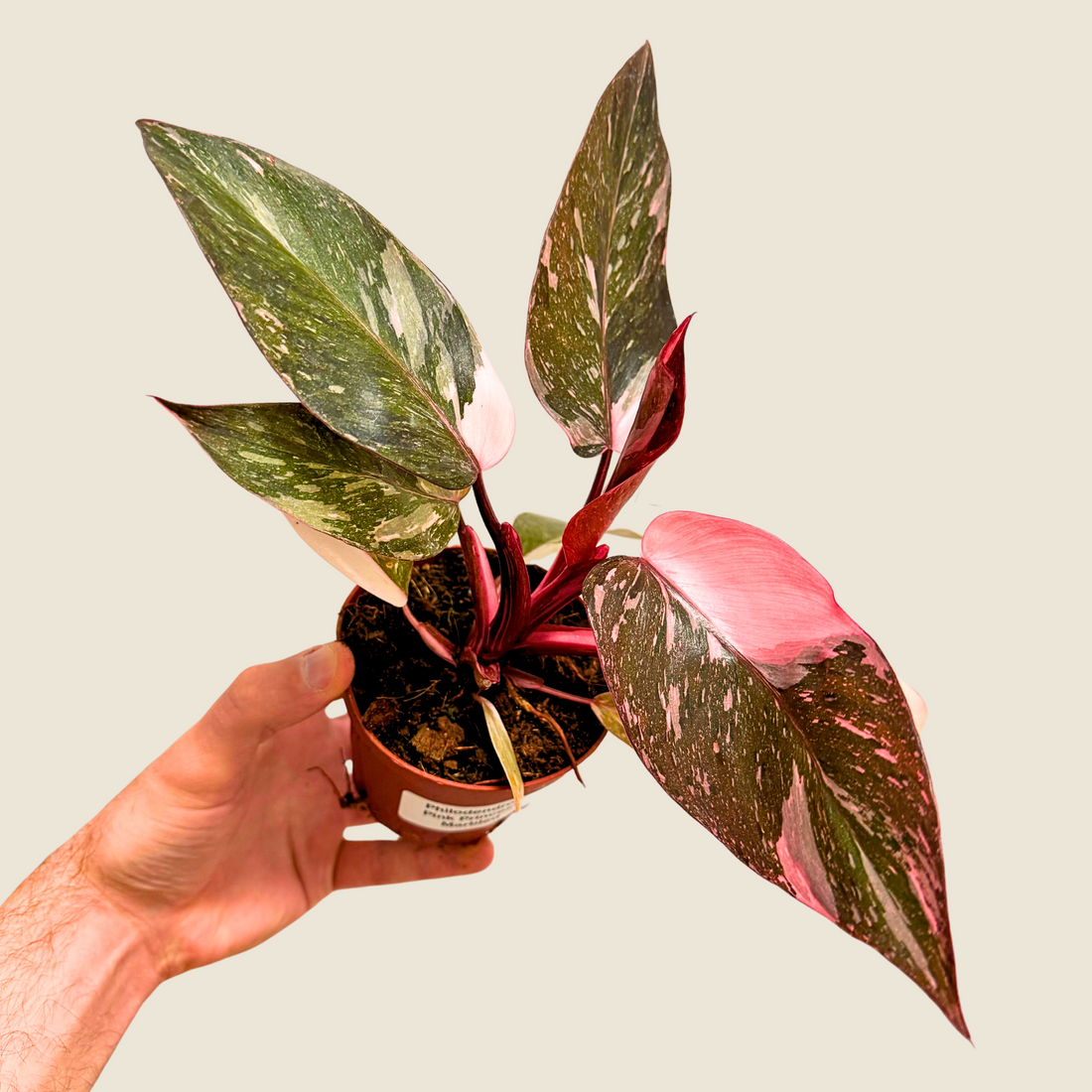 4&quot; Philodendron Pink Princess &