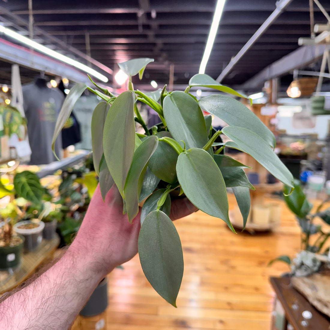 Philodendron Silver Sword
