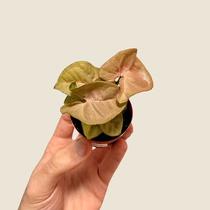 Syngonium Neon Pink