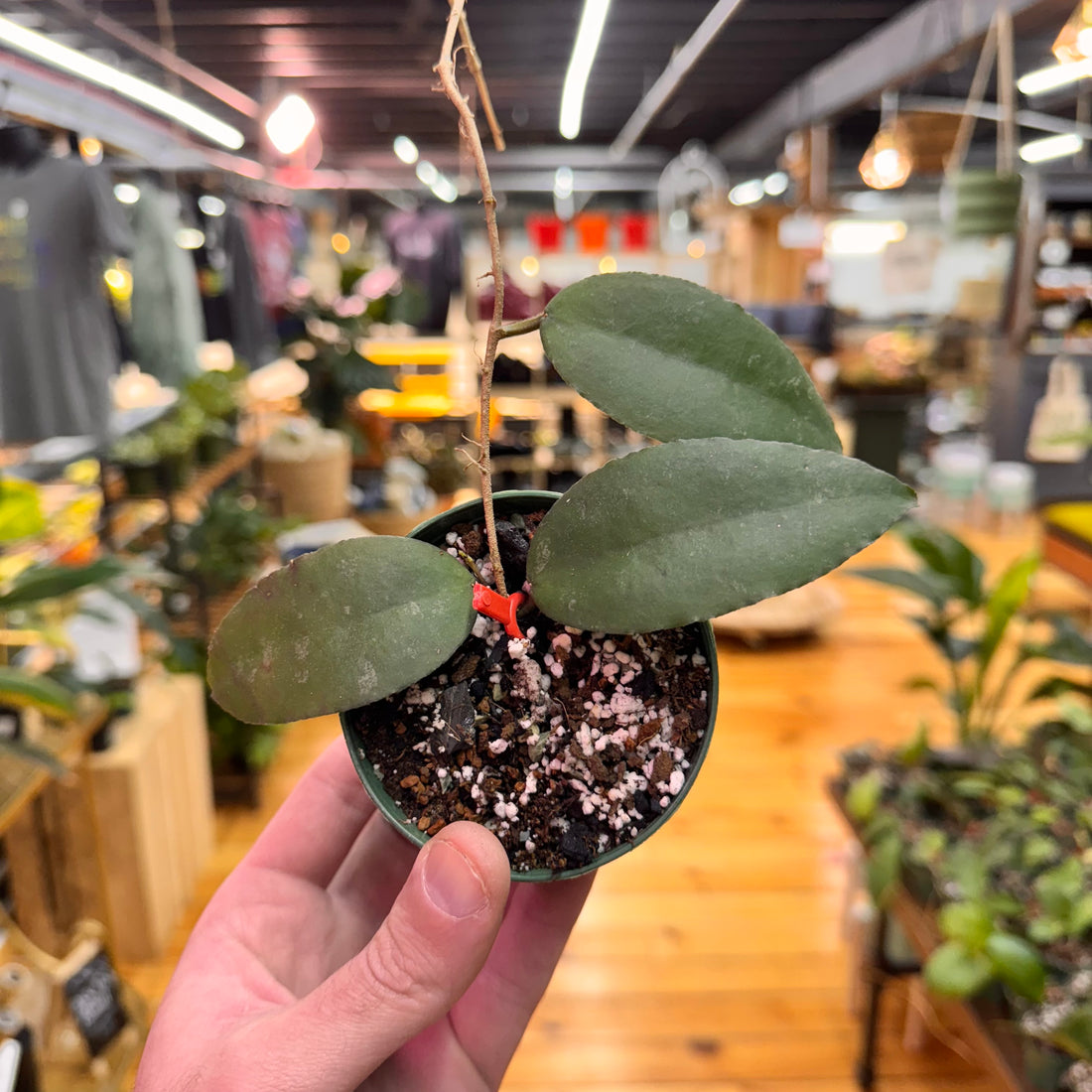 Hoya Caudata &