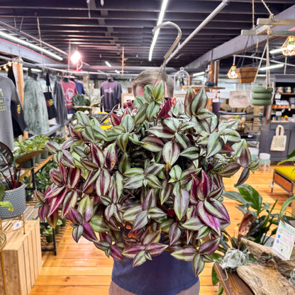 Tradescantia Zebrina
