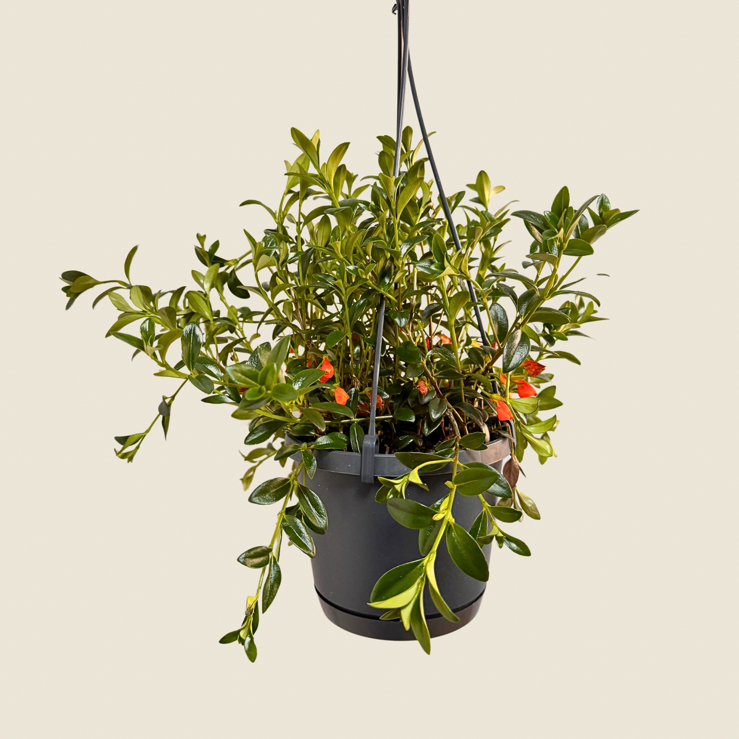 Nematanthus Black Goldfish
