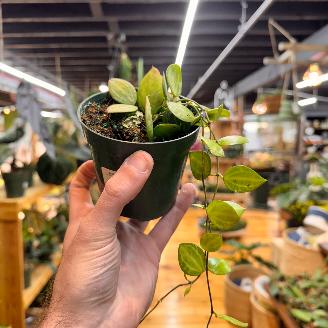 Dischidia Ovata Watermelon