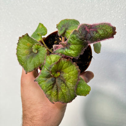 Begonia Nautilus