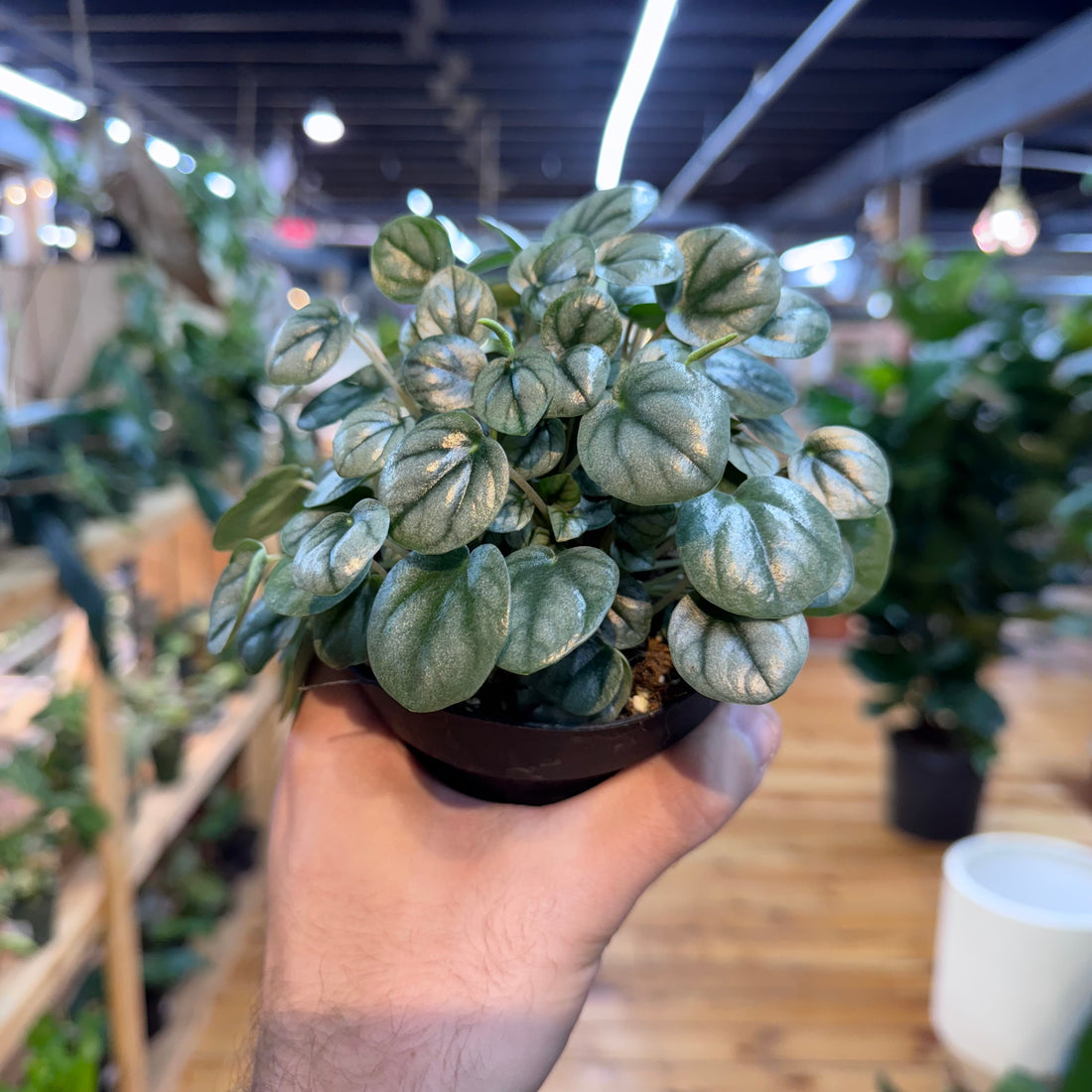 Peperomia Little Toscani
