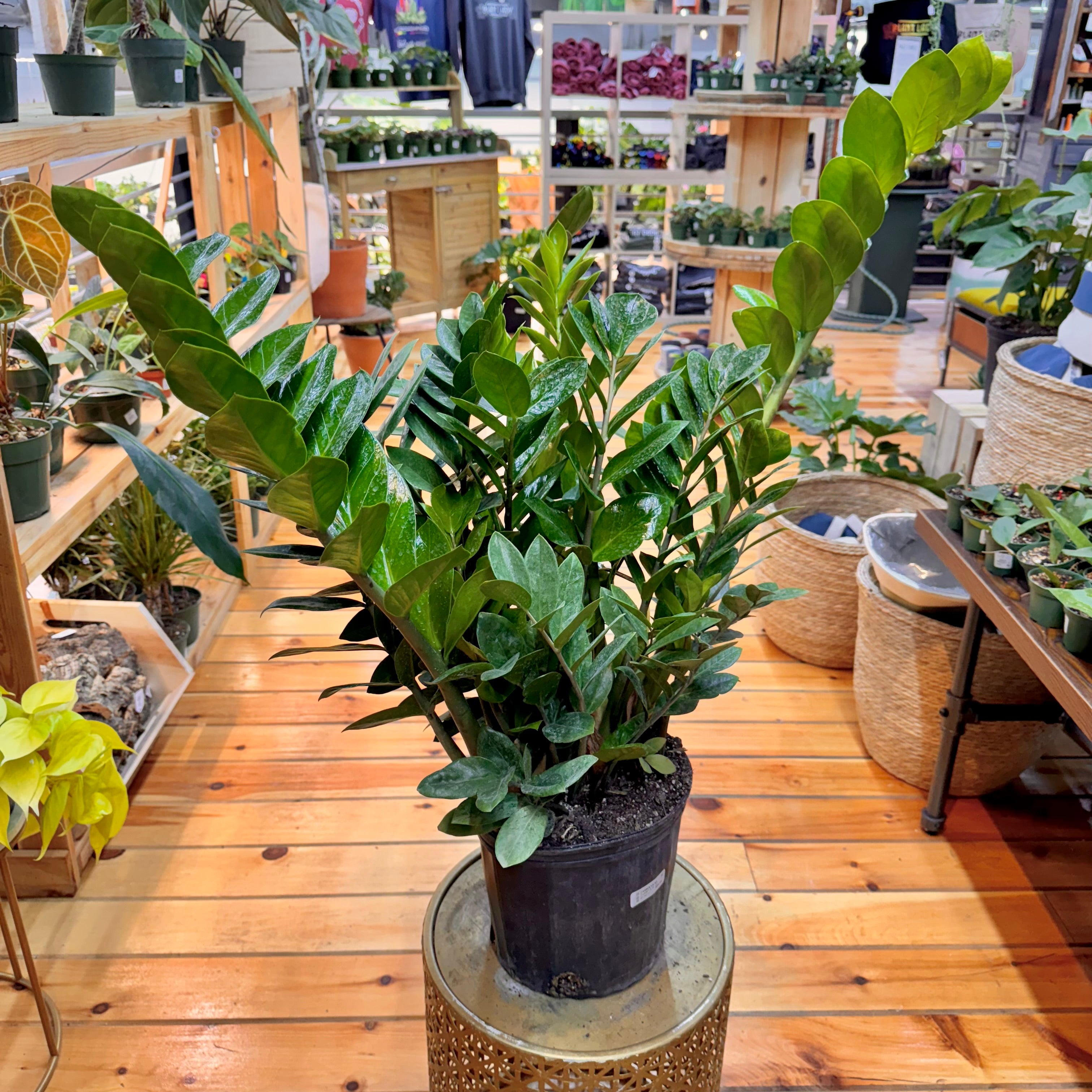 Zamioculas Zamiifolia &