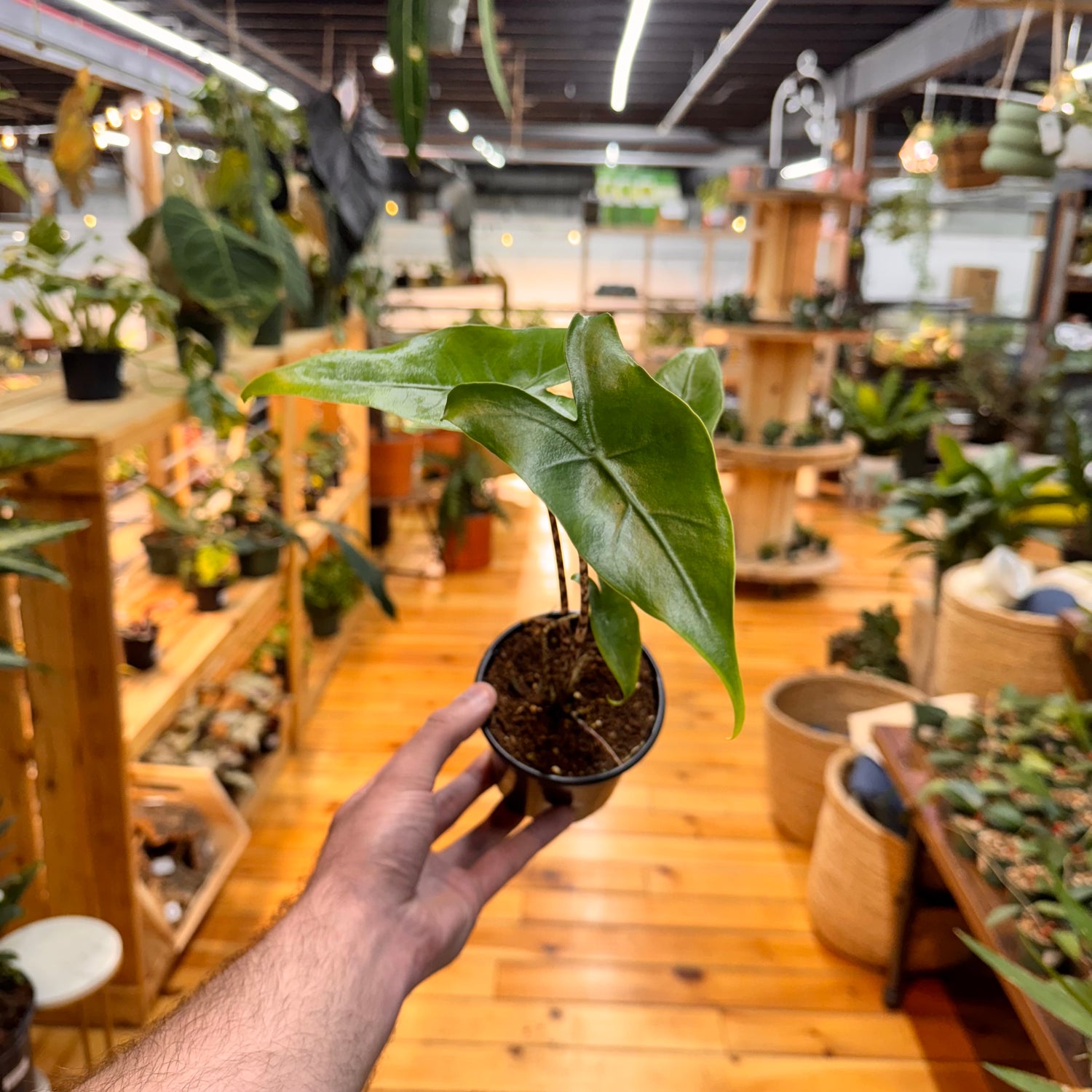 Alocasia Zebrina