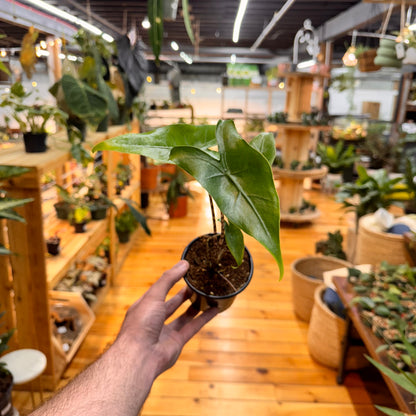 Alocasia Zebrina