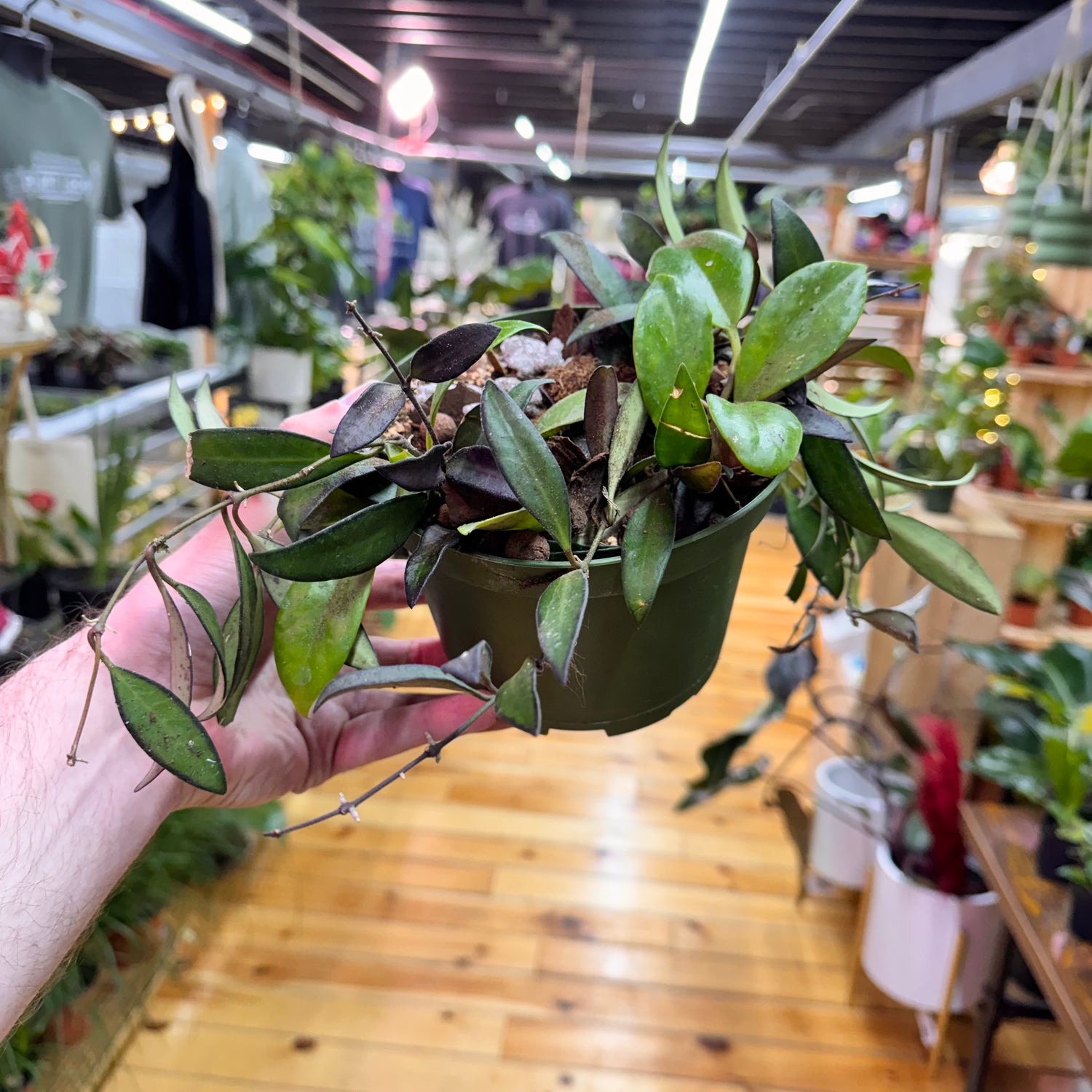 Hoya Arrangement