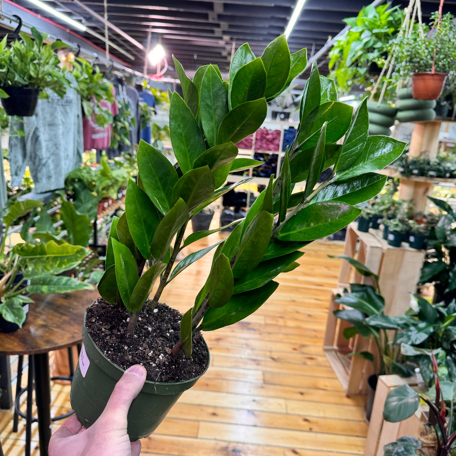 Zamioculas Zamiifolia &