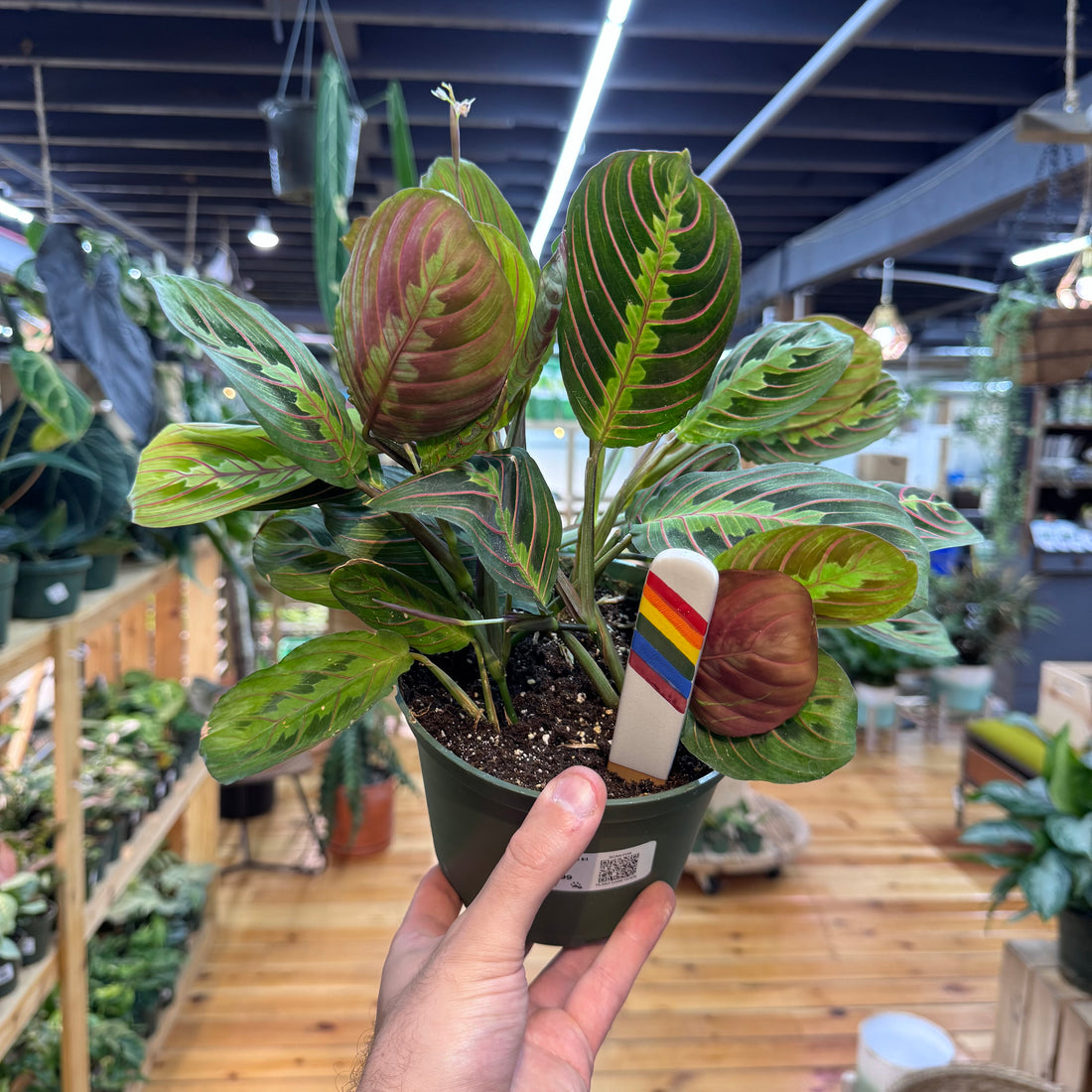 Maranta Red