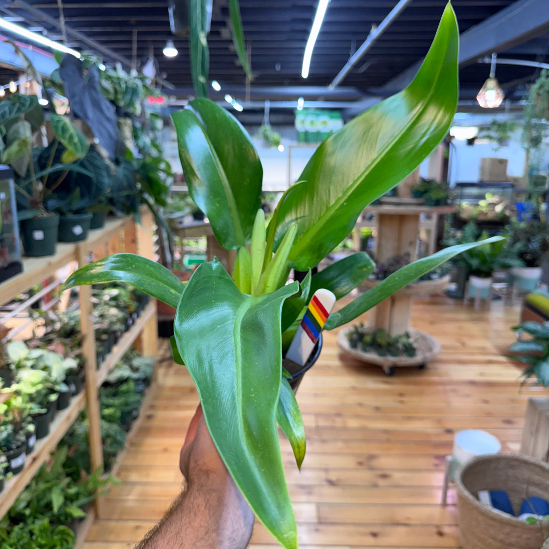 Philodendron Fat Boy