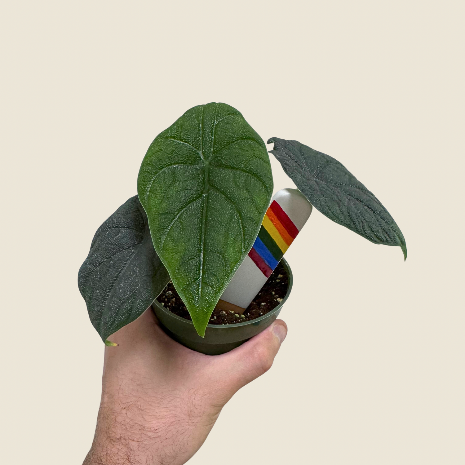 Alocasia Melo