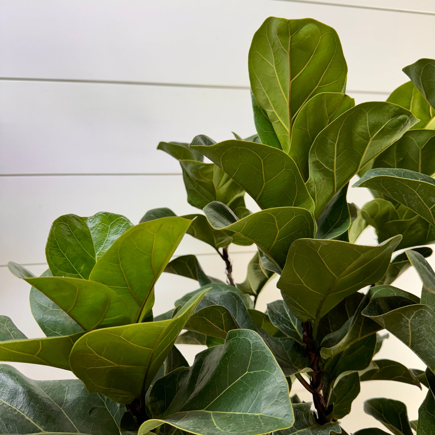 Ficus Lyrata &